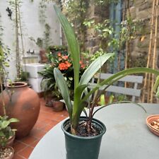 clivia plants for sale  HARROGATE