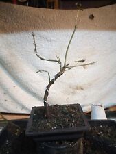 Sycamore starter bonsai for sale  ROMNEY MARSH