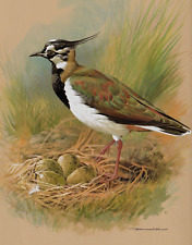Lapwing 1960 print for sale  COLNE