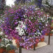 Lobelia- Fountain Mix- 100 Seeds - BOGO 50% off SALE, used for sale  Shipping to South Africa