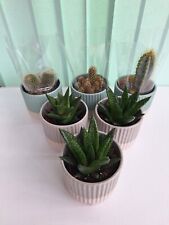 Cactus succulent plants for sale  PETERBOROUGH