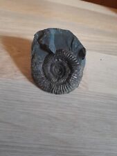 Dactylioceras whitby yorkshire for sale  EXETER