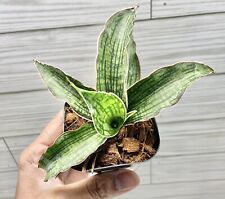 4 house plants for sale  Winchester