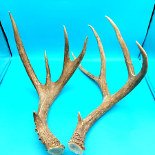 Pair point deer for sale  Phoenix