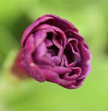 Primula auricula forest for sale  ST. AUSTELL