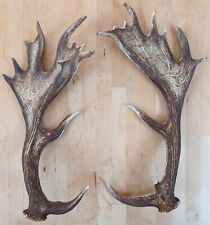 fallow deer antlers for sale  RICHMOND