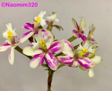 Epidendrum wedding valley for sale  Bogalusa