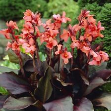 Canna lily angelique for sale  Barnesville