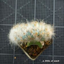 Used, Pilosocereus pachycladus ** CRESTED ** Nice & Super Rare !!! / cactus kaktus for sale  Shipping to South Africa