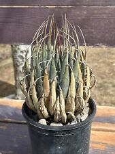 Agave utahensis eborispina for sale  Mc Gill