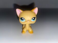 Lps shorthair cat for sale  BARRY
