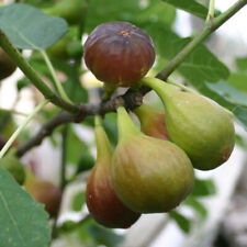 brown turkey fig tree for sale  Shipping to Ireland