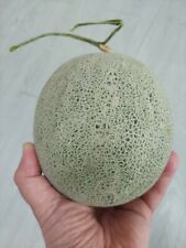 Japoński melon miodowy Kanemitsu Orange - Melon - 5+ nasion - Seeds Cm 038 na sprzedaż  Wysyłka do Poland