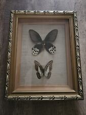 Butterfly taxidermy horishanos for sale  NOTTINGHAM