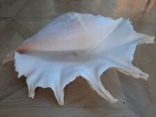 Large conch shell for sale  MAIDSTONE