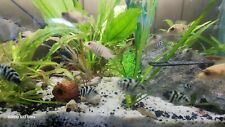 African cichlid juveniles. for sale  Streator