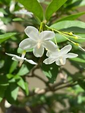 Wrightia religiosa pre for sale  USA