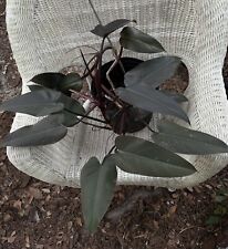 Philodendron black majesty for sale  New Port Richey