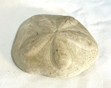 Fossilized sea biscuit for sale  Raymore