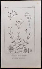 1846 - Sabline De Provenza - Grabado Antigua (Botánica) - Caryophyllacées segunda mano  Embacar hacia Argentina