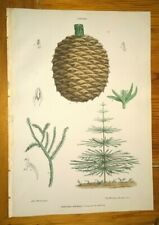 Stampa botanica litografia usato  Italia