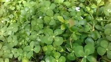 Variegated water clover for sale  Industry