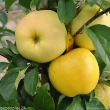 Apple tree seeds for sale  Kennett Square