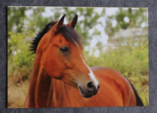 Postkarte reitpony pony gebraucht kaufen  Limburg