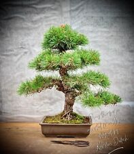 Pinus thunbergii japanische gebraucht kaufen  Golßen