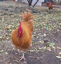 12 - Huevos de pollo orgánicos para incubar Buff Orpington de gama libre, usado segunda mano  Embacar hacia Argentina
