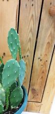 Opuntia prickly pear for sale  UK