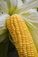 Sweet corn plug for sale  PRESTON