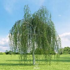 Weeping white birch for sale  Temecula