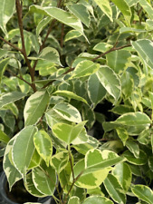 Ficus benjamina variegata for sale  Bartlett