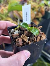 Nepenthes villosa basal for sale  Rehoboth