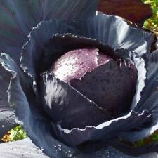 Rotkohl roodkop kohl gebraucht kaufen  Oschersleben (Bode)