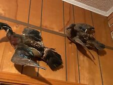 Mounted flying ducks for sale  Sumter
