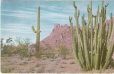 Organ pipe cactus for sale  Apple Valley