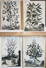 Antique botanical etching for sale  Temecula