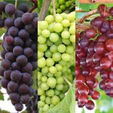 Vitis grape mix for sale  GLASGOW