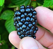 Thornless blackberry plants for sale  Fresno