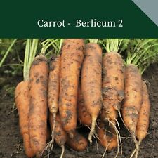 Carrot berlicum 6000 for sale  SALISBURY
