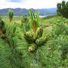 Pinus pumila 30 sztuk świeże nasiona, sosna karłowata syberyjska, nasiona elfów sosnowych na sprzedaż  PL