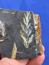 Carboniferous aphlebia fossil gebraucht kaufen  Saarbrücken