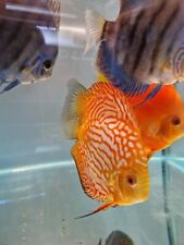 discus for sale  TAMWORTH