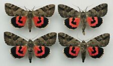 Erebidae - Catocala electa - Rosy Underwing - male ex ovo 1 piece for sale  Shipping to South Africa