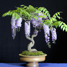 Wisteria bonsai tree for sale  Shipping to Ireland