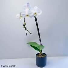 White orchid phalaenopsis for sale  Mission Viejo