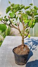 Bonsai birkenbaum sandbirke gebraucht kaufen  Gräfrath