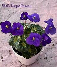 African violet shirl for sale  Flower Mound